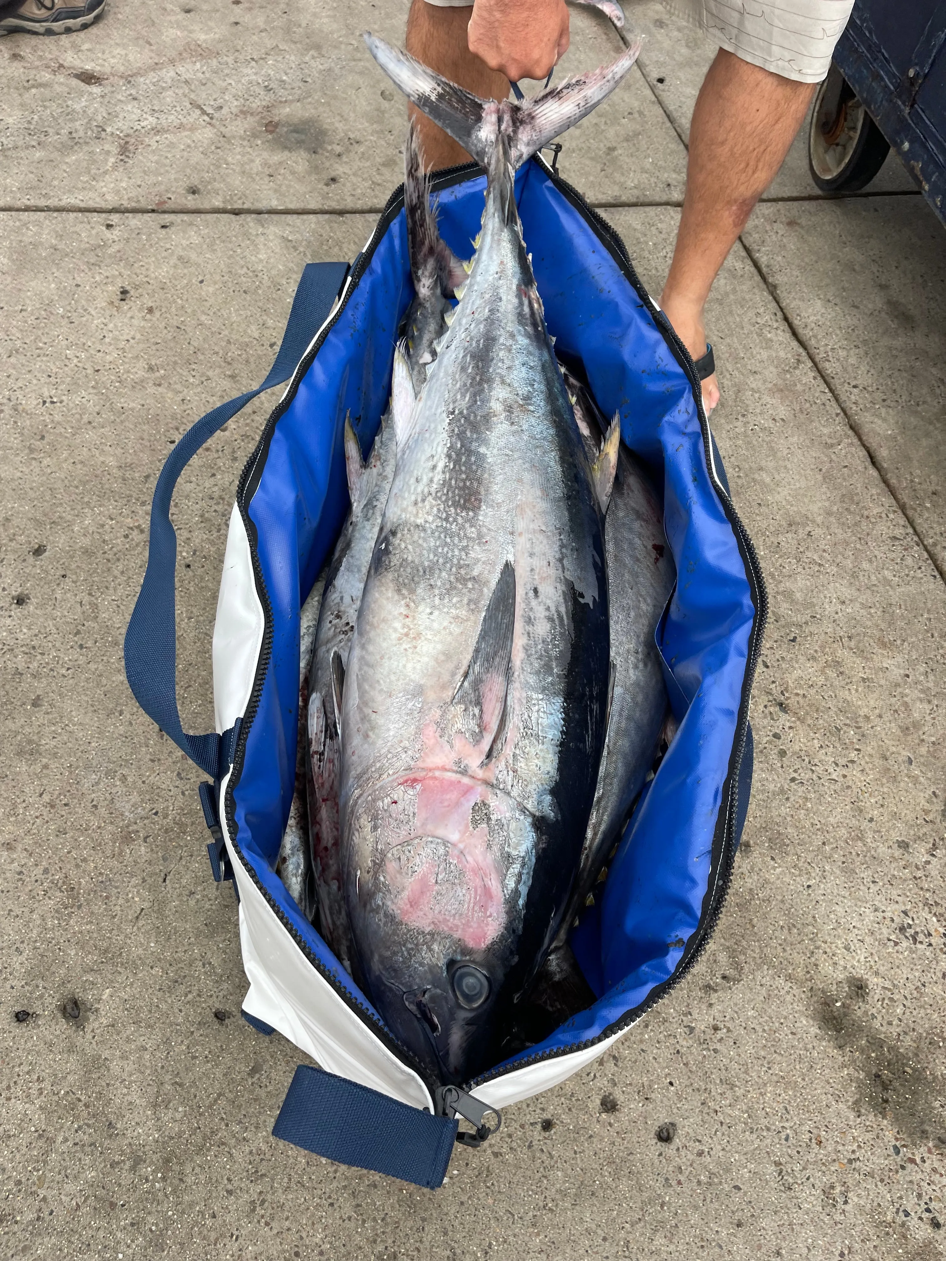 48" Multi-Species Insulated Fish Kill Bag